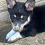 Torgi T. Corgi joined the competition — help win amazing prizes! animal, black_fur, close_up, curious, cute, dirt, dog, ears, face, ground, lying_down, nose, outdoor, pet, puppy, resting, sand, wall, white_paws, young