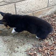 Torgi T. Corgi is registered to the contest to win money with this photo: animal, black_fur, brick_wall, canine, curious, daylight, dirt, dog, dry_leaves, ground, motion_blur, nature, outdoor, pet, playful, puppy, side_view, small_dog, white_paw, young_dog