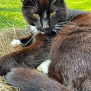 Marcel joined the competition — help win amazing prizes! cat, black_cat, white_paws, whiskers, outdoor, grass, straw, animal, pet, feline, close_up, fur, tail, relaxed, sunlight, nature, yellow_eyes, resting, domestic_animal, cute