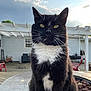 Marcel is registered to the contest to win money with this photo: cat, black_and_white, outdoor, table, backyard, pergola, skateboard, chair, fence, sky, clouds, pet, whiskers, animal, domestic_animal, fur, sitting, house, daytime, nature
