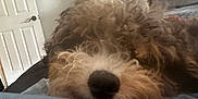 Dally joined the competition — help win amazing prizes! bedroom, bottle, canine, casual, close_up, cozy, curly_fur, dog, dresser, fur_texture, furniture, home, household, indoor, mirror, pet, relaxed, resting, sleepy, snout