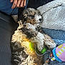 puppy, dog, toy, blanket, hand, car_seat, curled_up, fur, cozy, resting, tricolor, soft_texture, playful, indoor, pet, cute, animal, relaxed, sunlight, leash