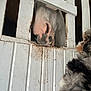 dog, pig, fence, wooden_fence, animal, barn, farm, snout, fur, curious, rustic, white_fence, peeking, closeup, domestic_animals, pet, outdoor, interaction, portrait, mammal