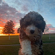 Dally is registered to the contest to win money with this photo: puppy, dog, curly_fur, sunset, outdoor, sky, clouds, grass, trees, fence, nature, animal, cute, pet, young_dog, field, evening, scenic, portrait, holding