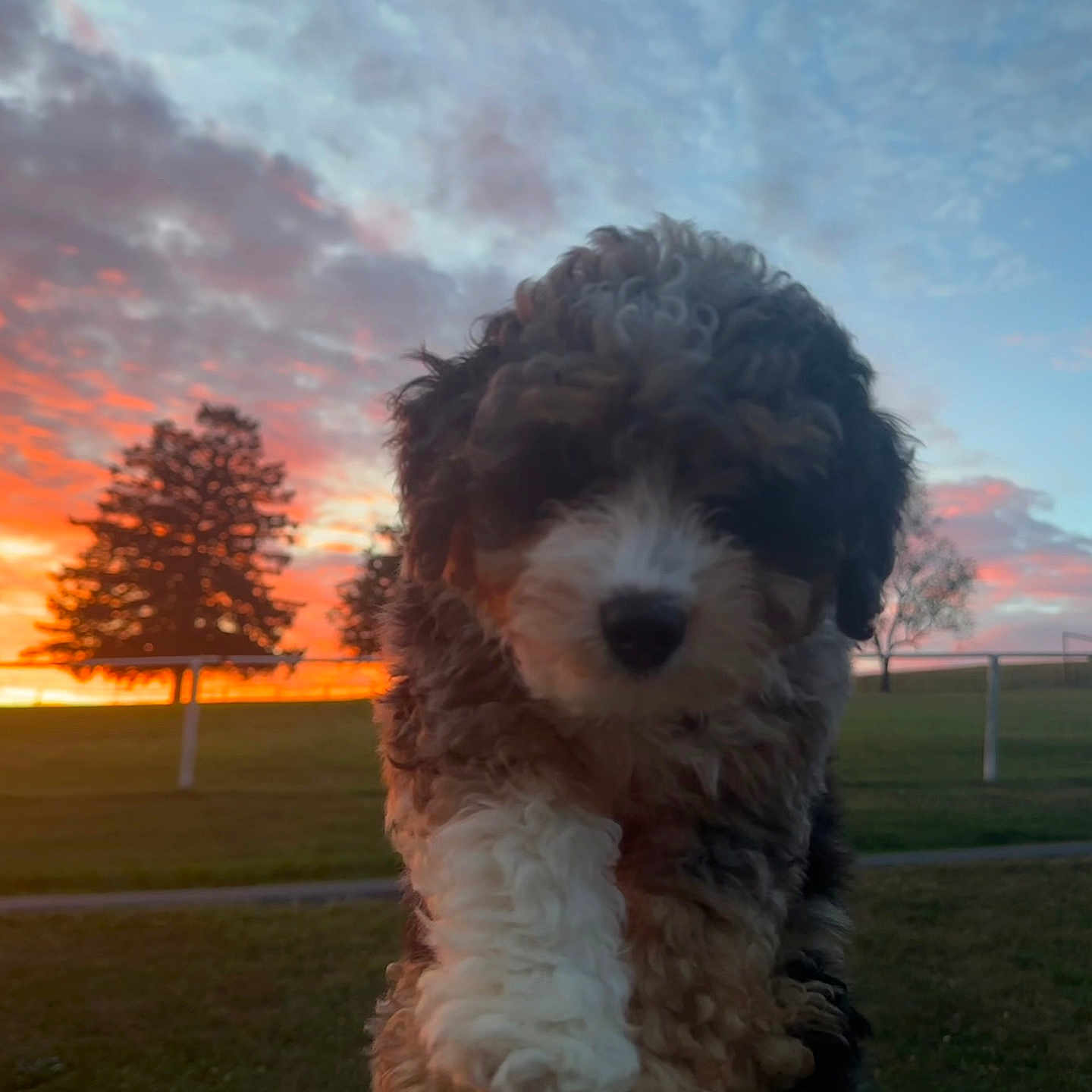 Dally is registered to the contest to win money with this photo: animal, clouds, curly_fur, cute, dog, evening, fence, field, grass, holding, nature, outdoor, pet, portrait, puppy, scenic, sky, sunset, trees, young_dog