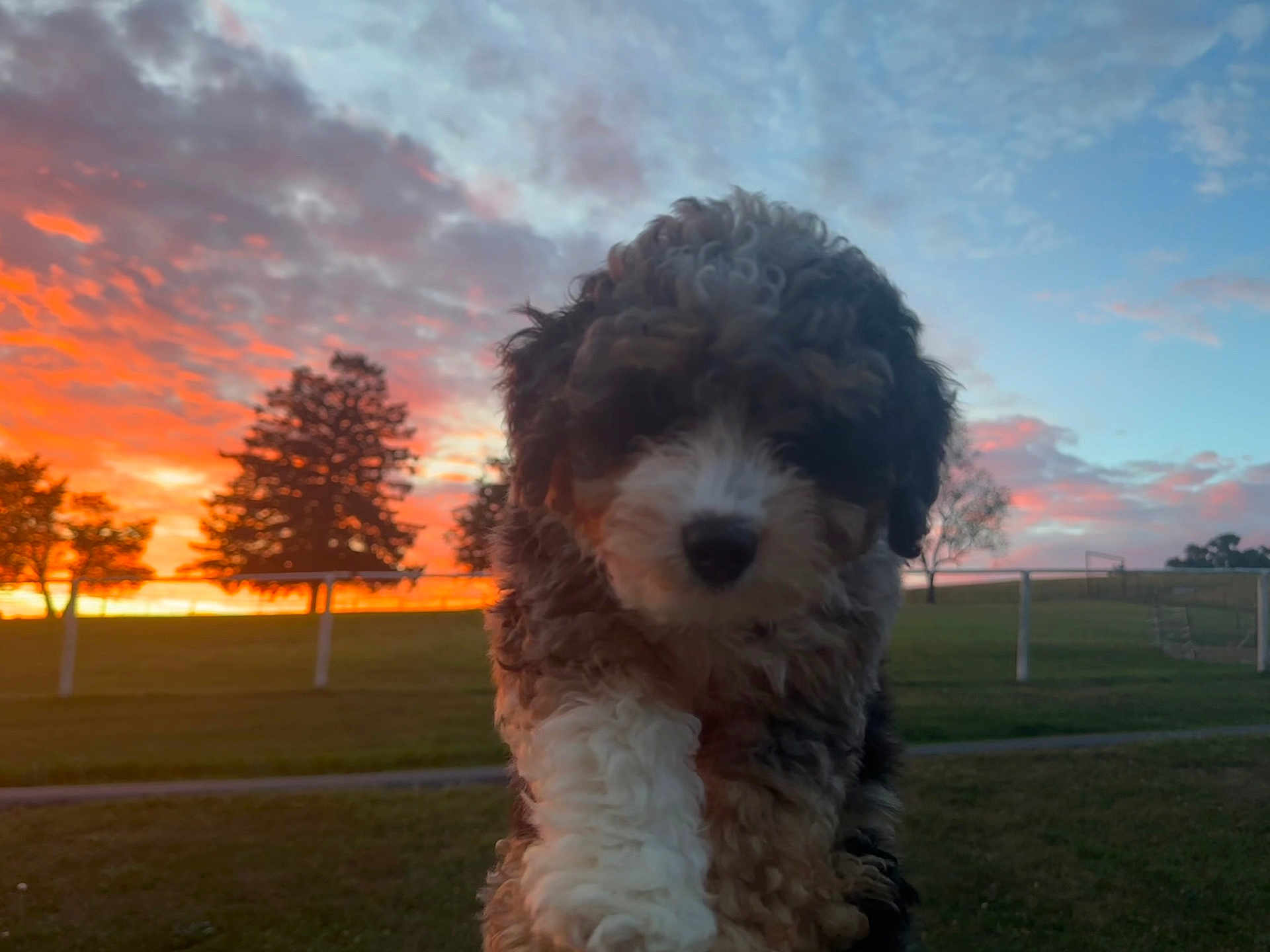 Dally is registered to the contest to win money with this photo: puppy, dog, curly_fur, sunset, outdoor, sky, clouds, grass, trees, fence, nature, animal, cute, pet, young_dog, field, evening, scenic, portrait, holding