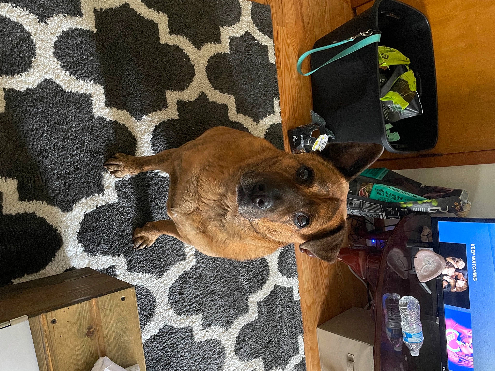 Zeus joined the competition — help win amazing prizes! bag, box, canidae, carnivore, comfort, companion_dog, dog, dog_breed, fawn, felidae, flooring, fur, linens, pattern, paw, room, snout, sporting_group, whiskers, wood