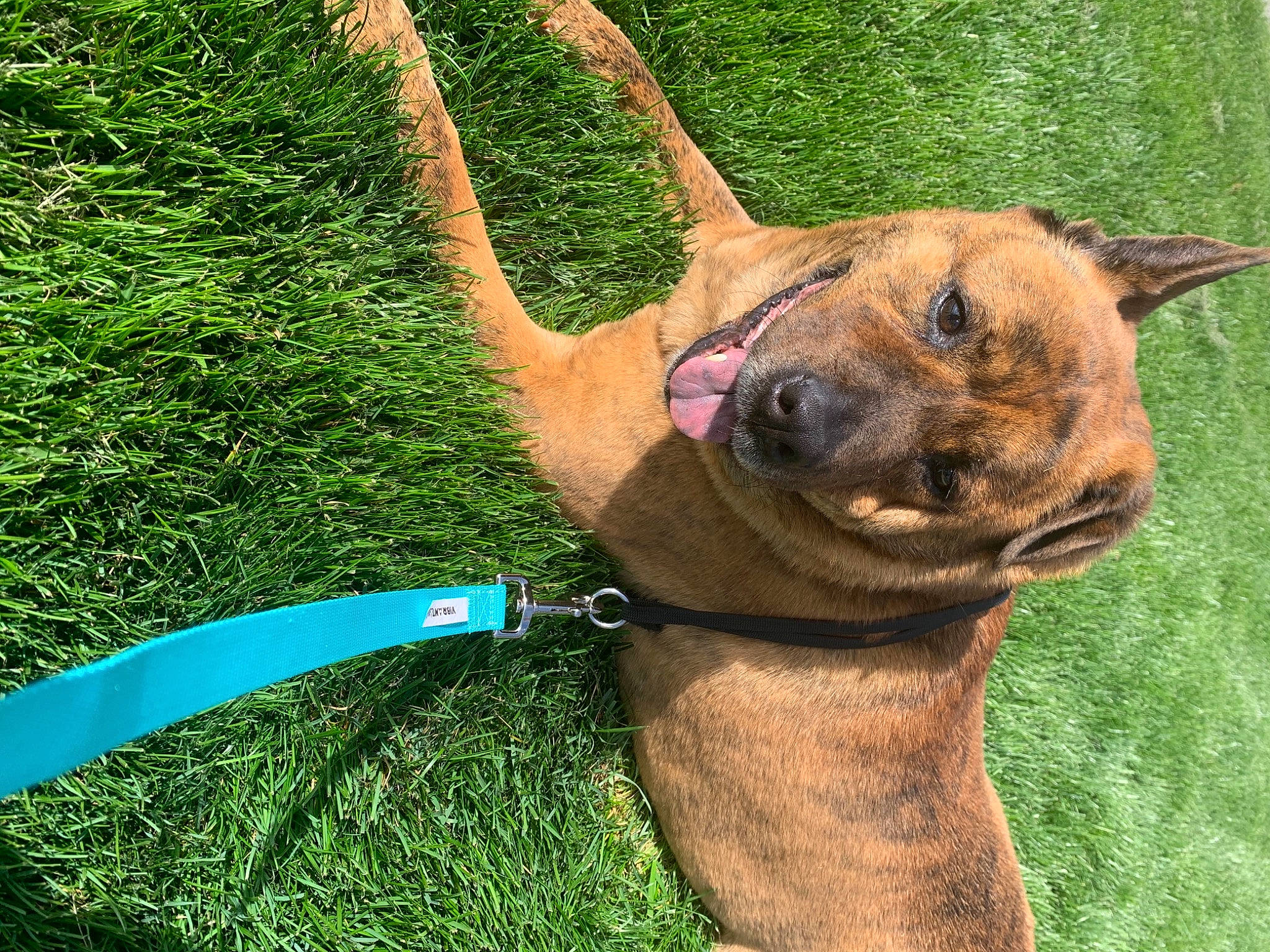 Zeus is registered to the contest to win money with this photo: canidae, carnivore, collar, companion_dog, dog, dog_breed, dog_collar, dog_supply, electric_blue, fashion_accessory, fawn, grass, leash, pet_supply, plant, snout, sporting_group, tail, window, working_animal