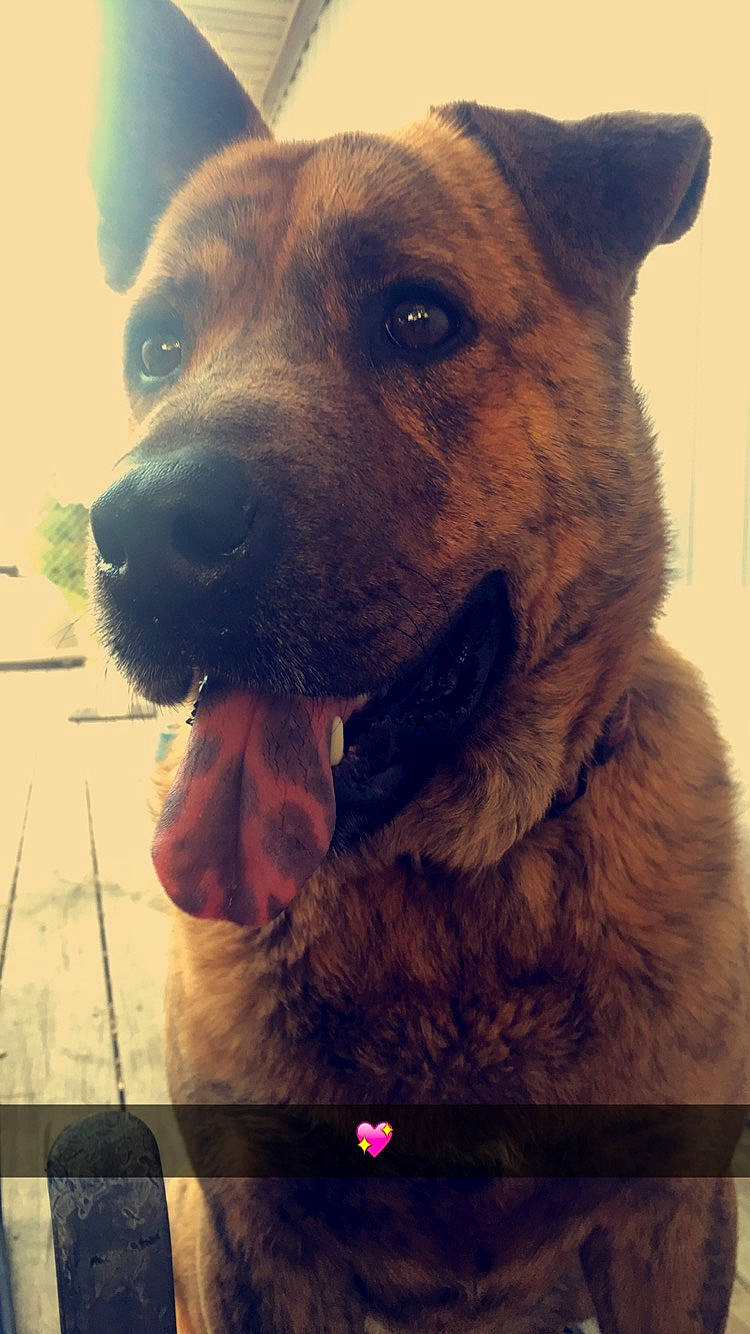 Zeus joined the competition — help win amazing prizes! canidae, carnivore, cloud, collar, companion_dog, dog, dog_breed, dog_collar, fawn, fur, german_shepherd_dog, happy, light, sky, snout, sporting_group, square, terrestrial_animal, whiskers, working_animal