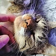 Odie a rejoint le concours — aidez-le/la à gagner de superbes lots ! cat, tabby_cat, petting, close_up, whiskers, sleeping, relaxed, fur, animal, domestic_cat, hand, human, resting, face, nose, ears, indoor, comfort, soft_light, checkered_pattern