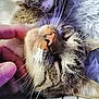 cat, tabby_cat, petting, close_up, whiskers, sleeping, relaxed, fur, animal, domestic_cat, hand, human, resting, face, nose, ears, indoor, comfort, soft_light, checkered_pattern