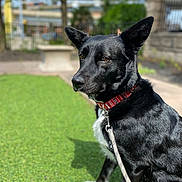 Oreo joined the competition — help win amazing prizes! dog, black_dog, pet, collar, leash, grass, park, portrait, sitting, perky_ears, attentive, outdoors, bokeh, shallow_depth_of_field, sunlight, shadow, bench, fence, concrete, brown_eyes
