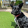 dog, black_dog, pet, collar, leash, grass, park, portrait, sitting, perky_ears, attentive, outdoors, bokeh, shallow_depth_of_field, sunlight, shadow, bench, fence, concrete, brown_eyes