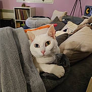 Kiri a rejoint le concours — aidez-le/la à gagner de superbes lots ! animal, blanket, blue_eye, cat, couch, cozy, curious, curtains, feline, green_eye, heterochromia, home, indoor, living_room, pet, pillow, resting, soft_texture, white_cat, window