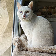 Kiri participe au concours pour gagner de l'argent avec cette photo : cat, white_cat, heterochromia, blue_eye, green_eye, pet, feline, window, indoor, fluffy, soft_texture, perch, resting, animal, whiskers, ears, face, portrait, calm, natural_light