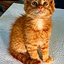 animal, cat, curious, cute, domestic_cat, eyes, feline, fluffy, fur, indoor, kitten, mammal, orange_tabby, pet, portrait, sitting, small, table, whiskers, young