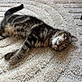 Malo participe au concours pour gagner de l'argent avec cette photo : cat, kitten, sleeping, tabby, fur, striped, pet, animal, indoor, carpet, texture, relaxation, cute, young, whiskers, paws, tail, sleep, resting, cozy