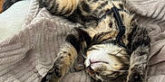 Malo participe au concours pour gagner de l'argent avec cette photo : cat, tabby_cat, pet, blanket, stretching, paws, fur, striped, indoor, relaxed, sleeping, soft_texture, cozy, furniture, wood_floor, animal, whiskers, cute, resting, domestic_cat