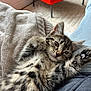 Malo a rejoint le concours — aidez-le/la à gagner de superbes lots ! kitten, cat, tabby, paw, blanket, furry, pet, indoor, relaxed, cute, animal, fur, whiskers, claw, person, lap, red_chair, carpet, home, cozy