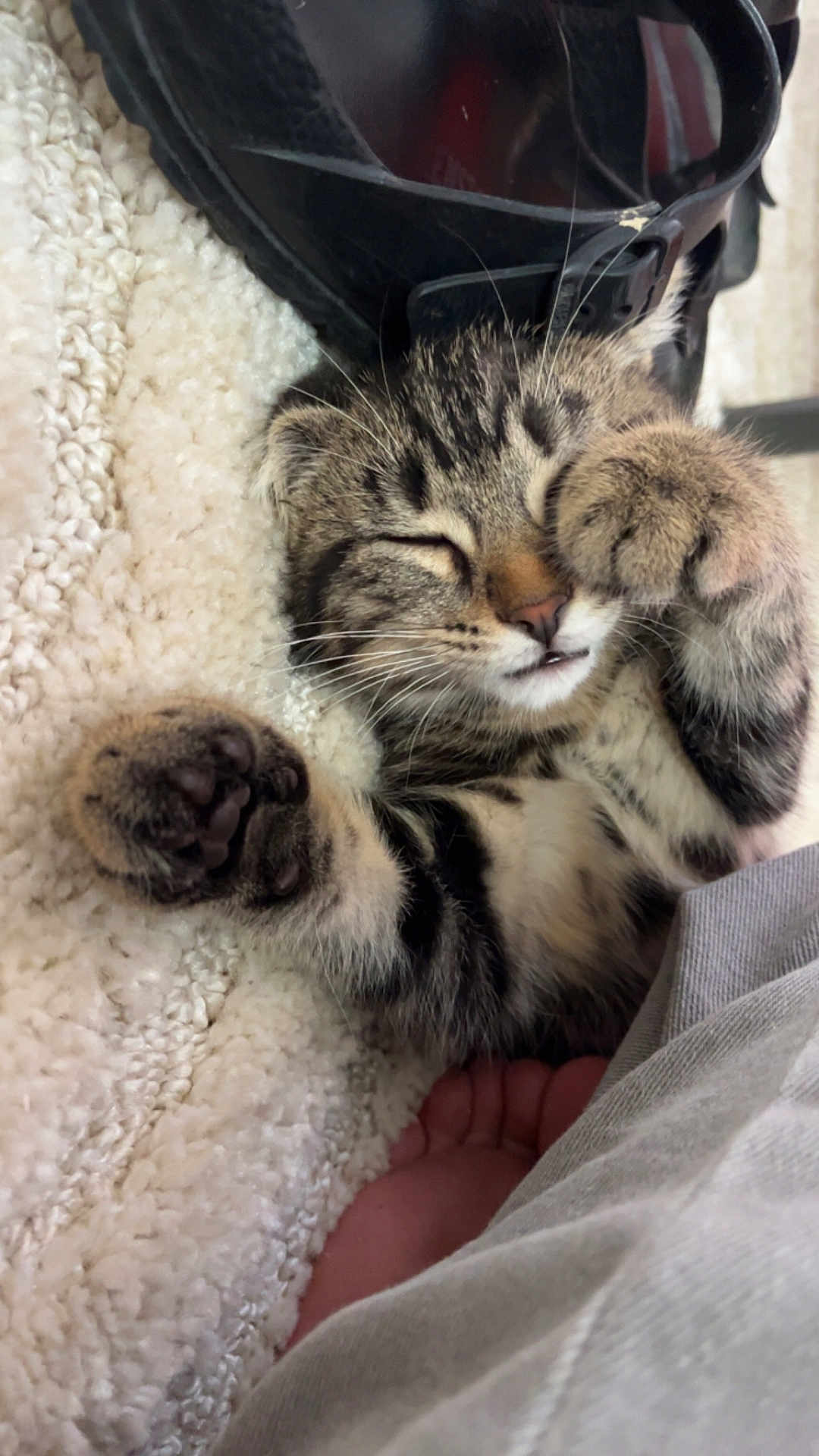 Malo participe au concours pour gagner de l'argent avec cette photo : kitten, cat, sleeping, paw, tabby, fur, whiskers, blanket, cozy, nap, cute, pet, indoor, resting, animal, feline, soft, closeup, relaxing, domestic_cat
