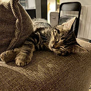 Malo participe au concours pour gagner de l'argent avec cette photo : kitten, cat, sleeping, couch, indoor, furniture, pillow, cozy, tabby, pet, relaxing, soft, closeup, whiskers, ears, fur, domestic, home, resting, nap