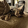 kitten, cat, sleeping, couch, indoor, furniture, pillow, cozy, tabby, pet, relaxing, soft, closeup, whiskers, ears, fur, domestic, home, resting, nap