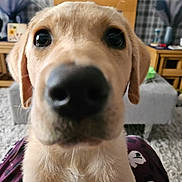 Lacey is registered to the contest to win money with this photo: animal, carpet, close_up, curious, cute, dog, ears, eyes, friendly, fur, furniture, golden_retriever, home, indoor, living_room, nose, pet, puppy, whiskers, young_dog