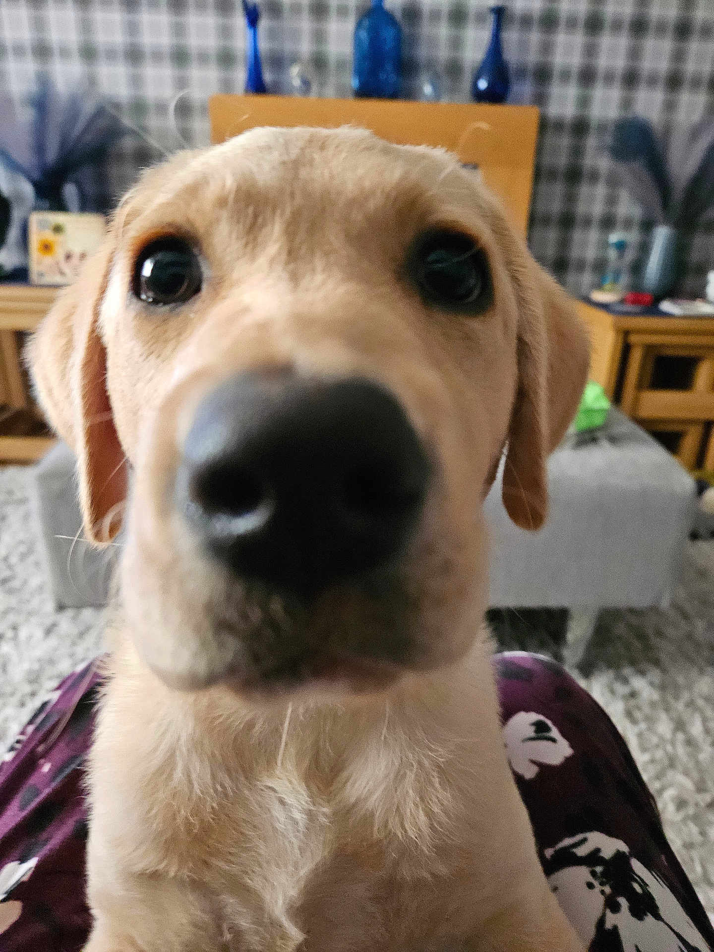 Lacey