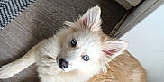 Aïka a rejoint le concours — aidez-le/la à gagner de superbes lots ! dog, puppy, blue_eyes, fluffy, white_fur, cream_fur, ears, nose, paws, tail, indoor, kitchen, floor, rug, mat, cabinet, looking_up, portrait, pet, cute