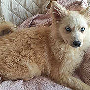 Aïka a rejoint le concours — aidez-le/la à gagner de superbes lots ! dog, puppy, fluffy_fur, blue_eyes, cream_colored, blanket, quilt, indoor, pet, portrait, close_up, ears, nose, tail, paw, resting, looking_at_camera, sofa, cozy, fur_texture