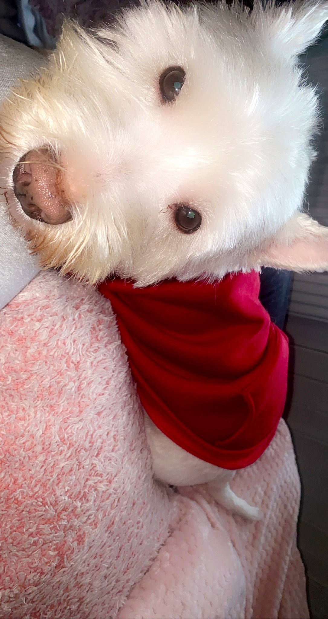 Floyd is registered to the contest to win money with this photo: canidae, carnivore, companion_dog, dog_breed, eyelash, fang, fawn, felidae, fur, non_sporting_group, nose, paw, plush, small_to_medium_sized_cats, snout, stuffed_toy, tail, toy, toy_dog, whiskers