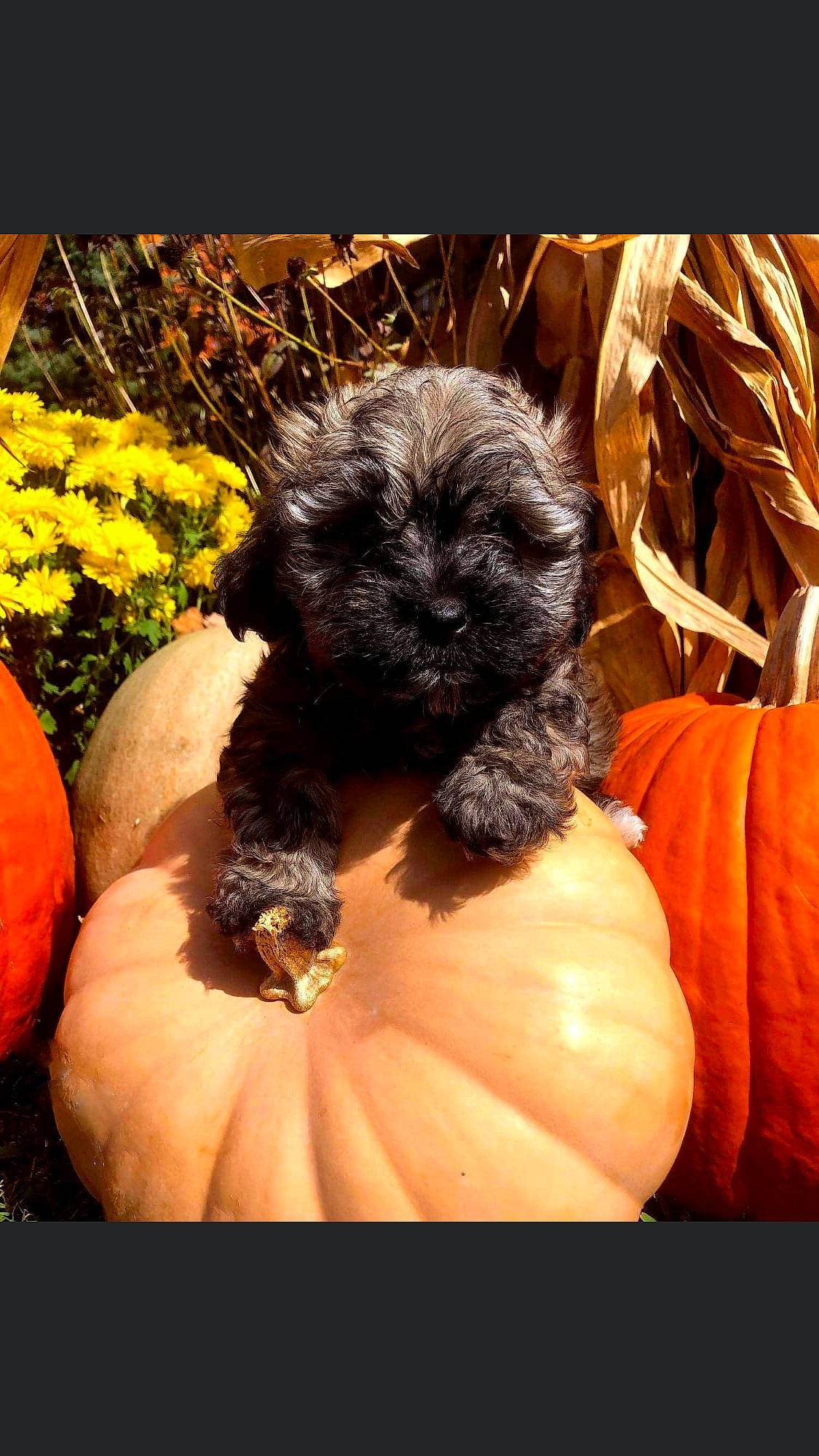 Lusy joined the competition — help win amazing prizes! affenpinscher, bolonka, canidae, carnivore, cavapoo, chinese_imperial_dog, companion_dog, dog, dog_breed, maltepoo, mammal, pekapoo, puppy, schnoodle, shih_poo, shih_tzu, sporting_group, toy_dog, vertebrate, yorkipoo