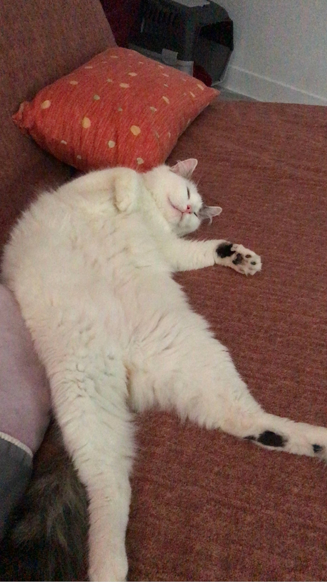 Fifi a rejoint le concours — aidez-le/la à gagner de superbes lots ! carnivore, cat, claw, comfort, domestic_short_haired_cat, fang, fawn, felidae, flooring, foot, fur, lap, nap, paw, pillow, small_to_medium_sized_cats, snout, tail, terrestrial_animal, whiskers