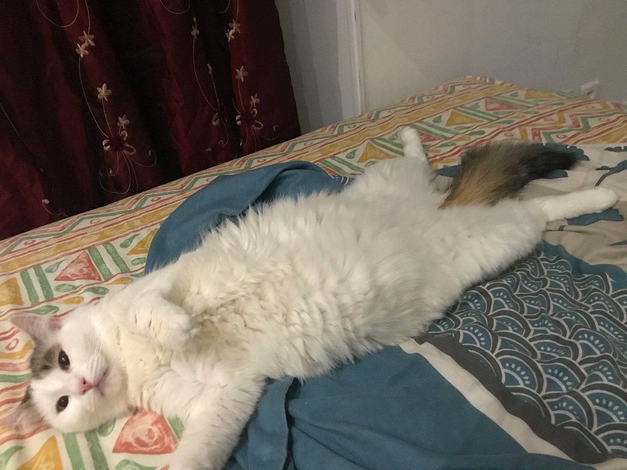 Fifi participe au concours pour gagner de l'argent avec cette photo : bed, carnivore, cat, claw, comfort, companion_dog, dog_breed, fang, fawn, felidae, foot, fur, lap, nap, paw, small_to_medium_sized_cats, tail, terrestrial_animal, whiskers