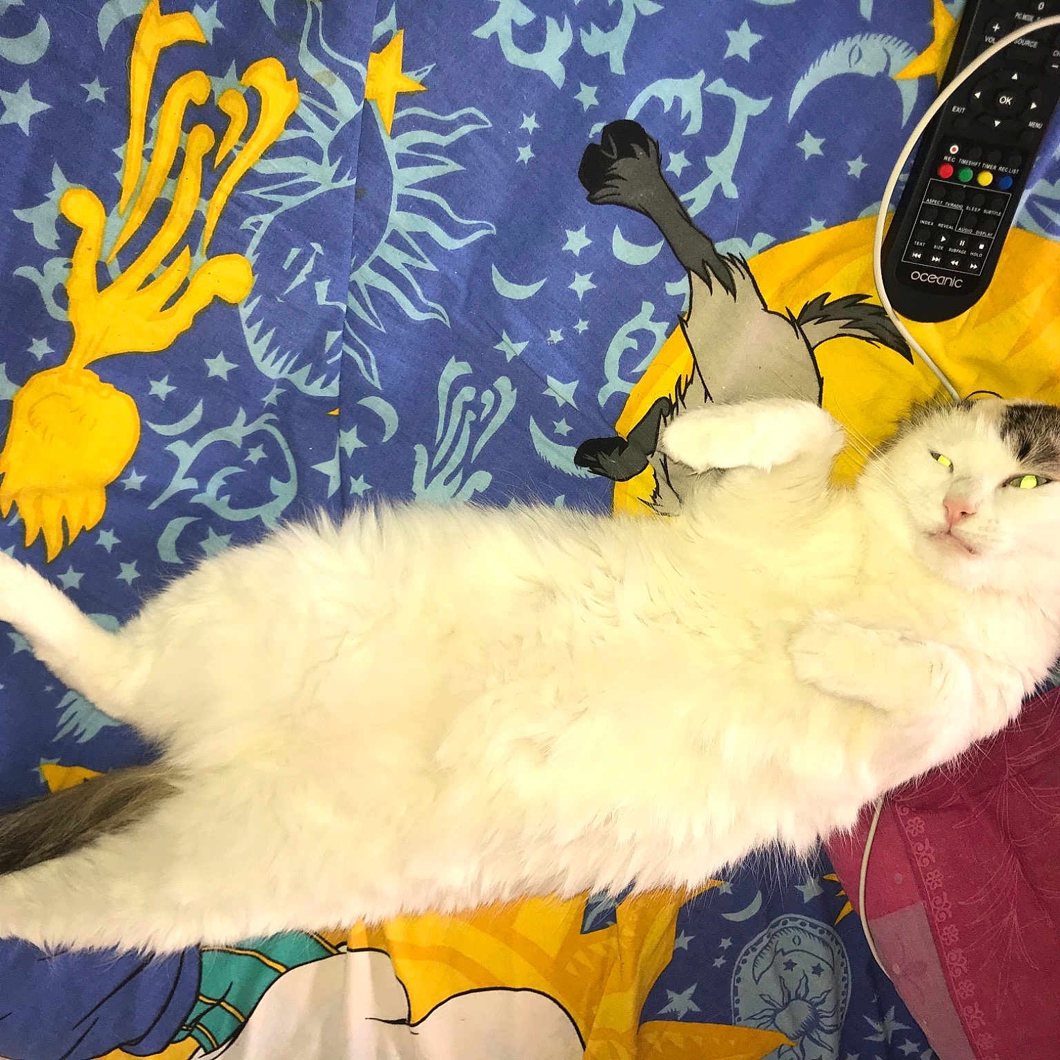 Fifi
