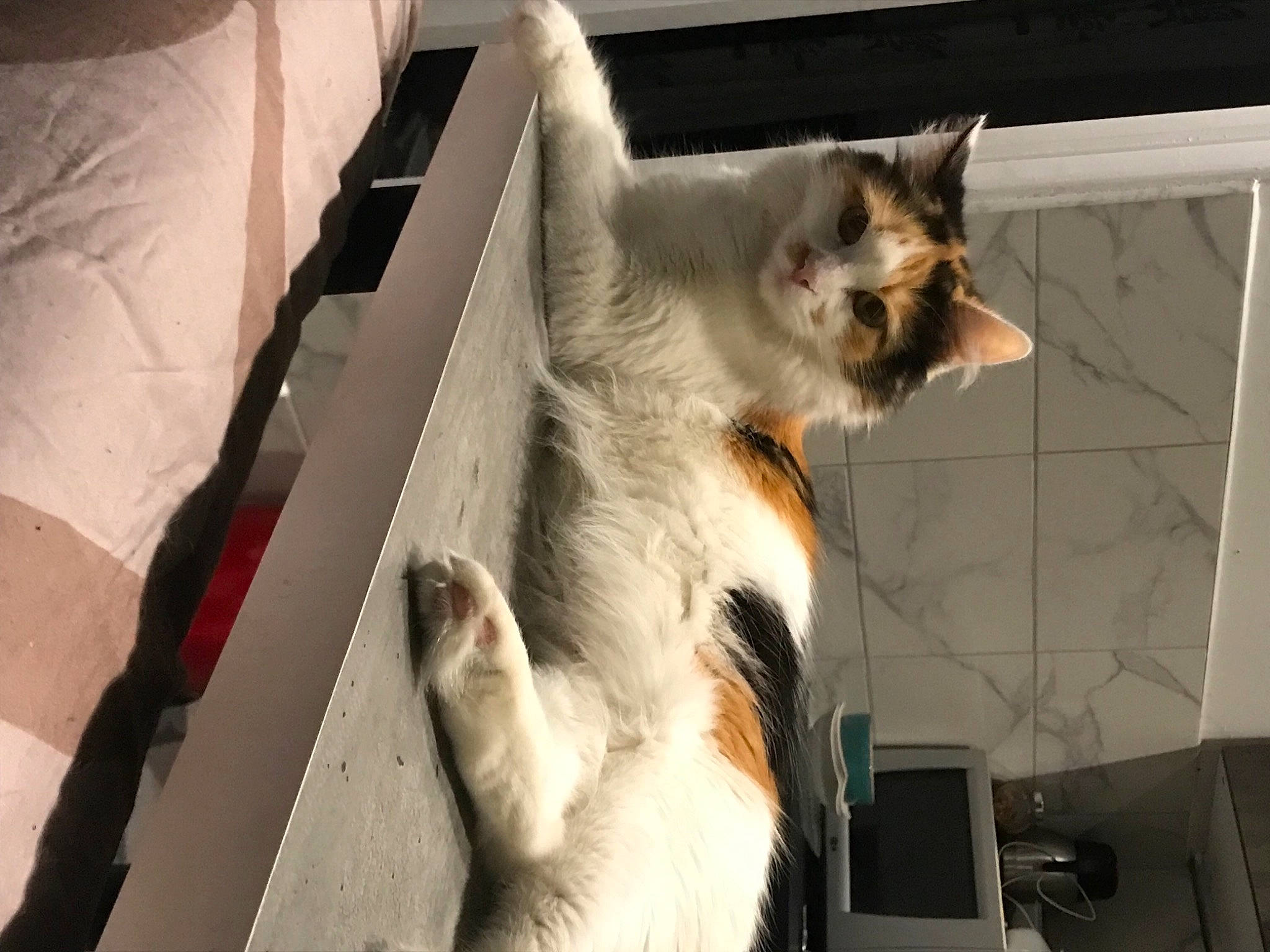 Chanel a rejoint le concours — aidez-le/la à gagner de superbes lots ! balinese, carnivore, cat, claw, comfort, companion_dog, domestic_short_haired_cat, fawn, felidae, fur, metal, paw, small_to_medium_sized_cats, snout, tail, whiskers