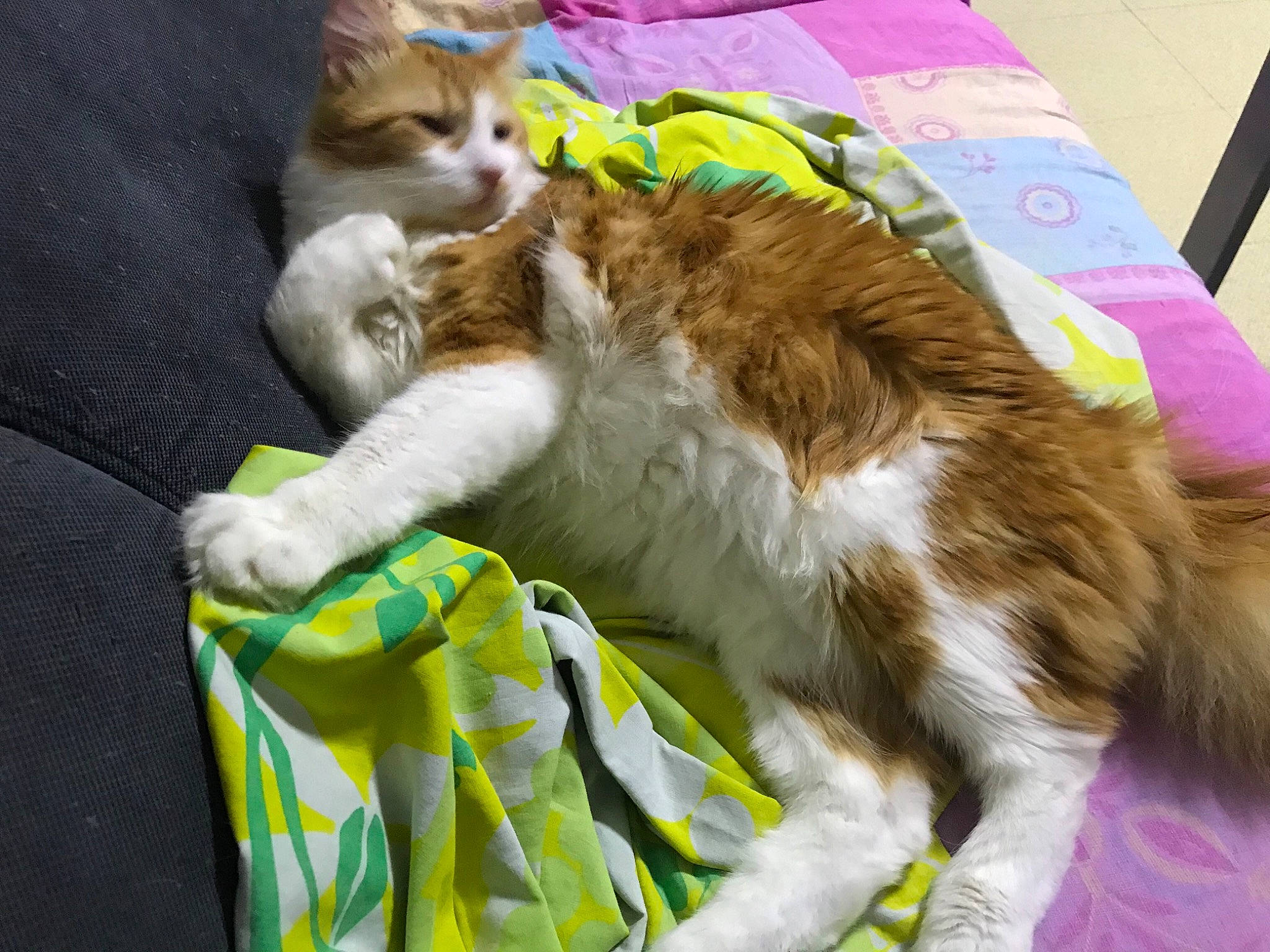 Garfild a rejoint le concours — aidez-le/la à gagner de superbes lots ! carnivore, cat, claw, comfort, companion_dog, domestic_short_haired_cat, fawn, felidae, fur, grass, lap, nap, paw, small_to_medium_sized_cats, tail, whiskers