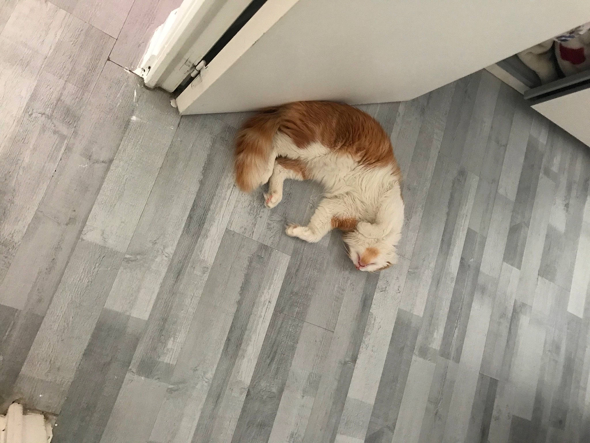 Garfild participe au concours pour gagner de l'argent avec cette photo : brown, carnivore, cat, comfort, companion_dog, dog_breed, fawn, felidae, floor, flooring, fur, hardwood, human_leg, room, small_to_medium_sized_cats, snout, tail, whiskers, wood, wood_flooring