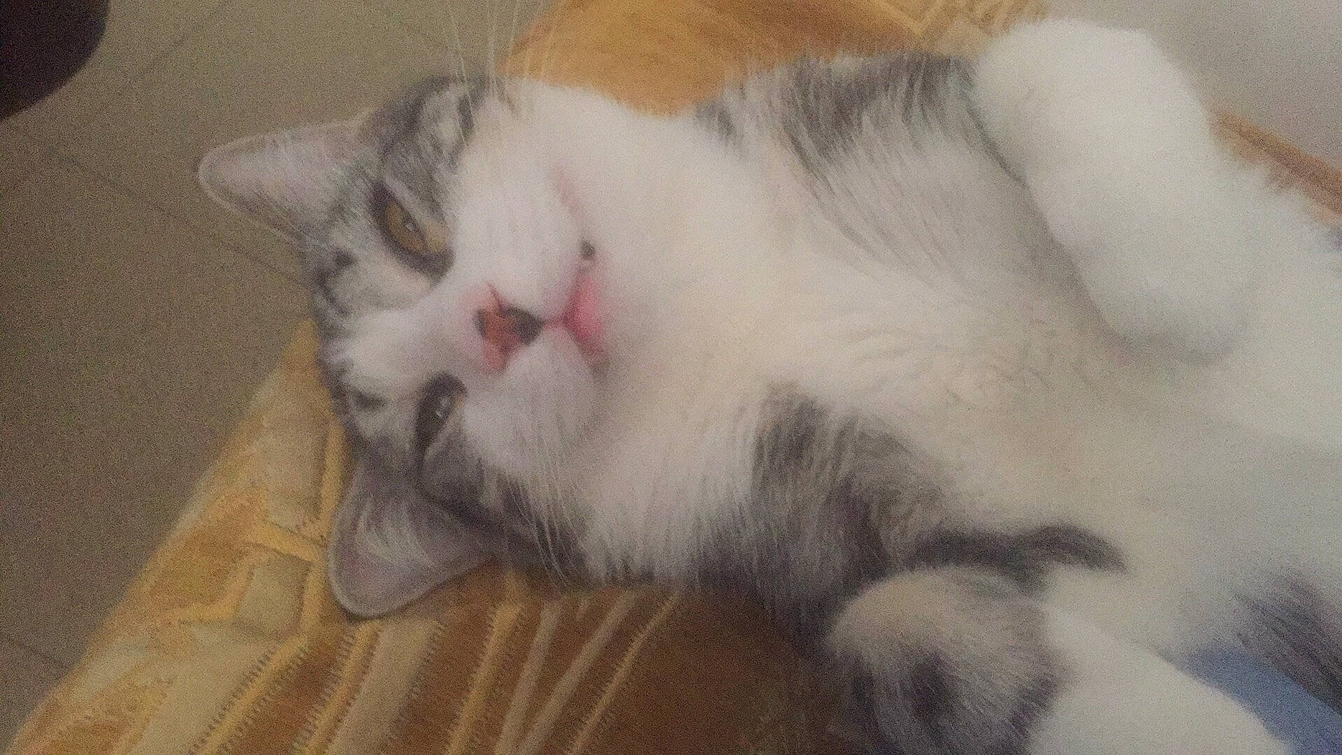 Simba a rejoint le concours — aidez-le/la à gagner de superbes lots ! carnivore, cat, claw, comfort, domestic_short_haired_cat, fawn, felidae, flooring, fur, hardwood, iris, paw, small_to_medium_sized_cats, snout, tail, varnish, whiskers, wood, wood_flooring