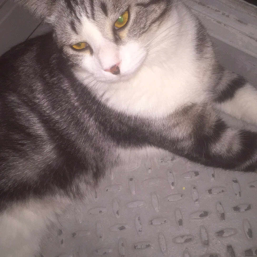 Simba