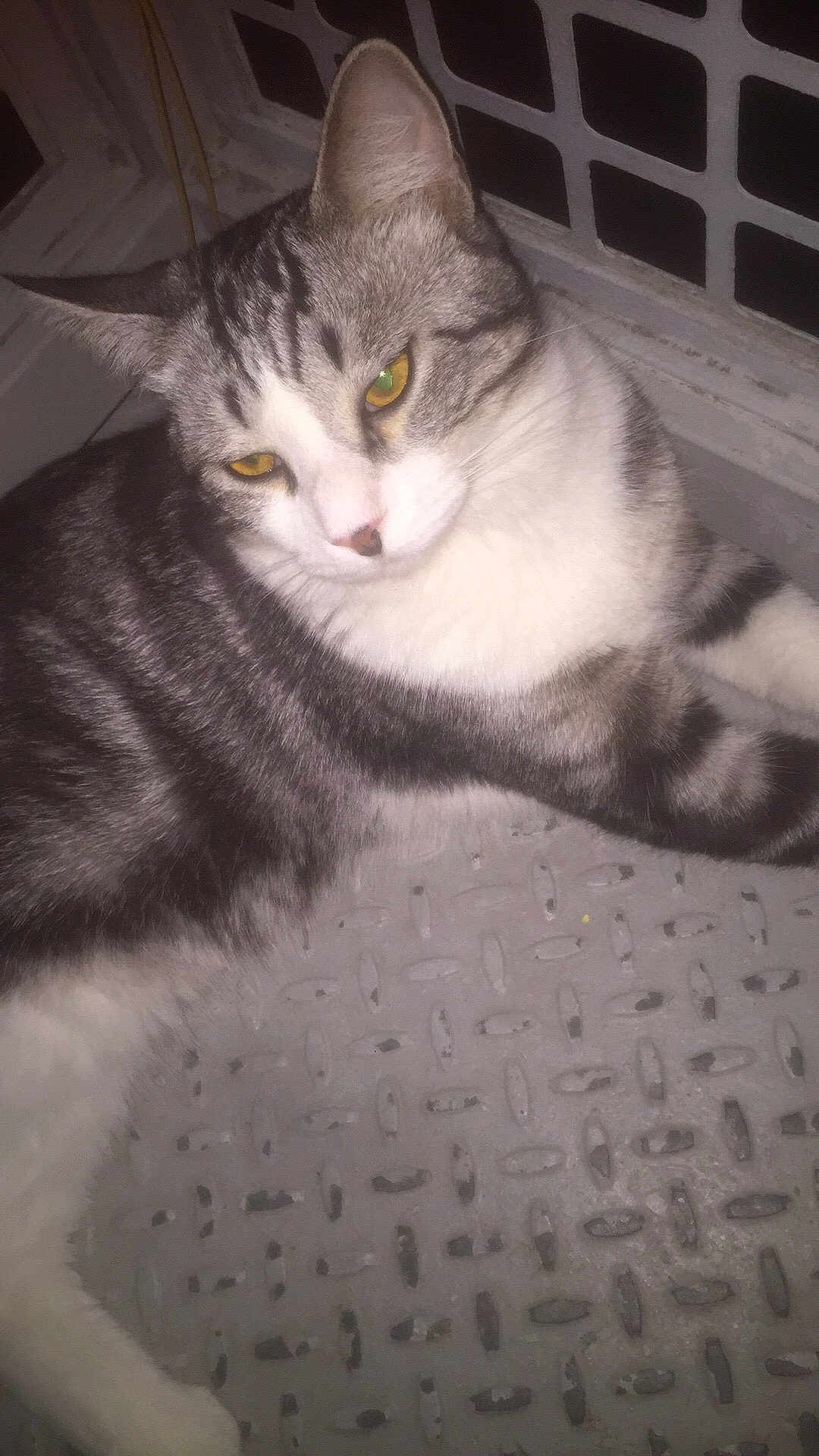 Simba