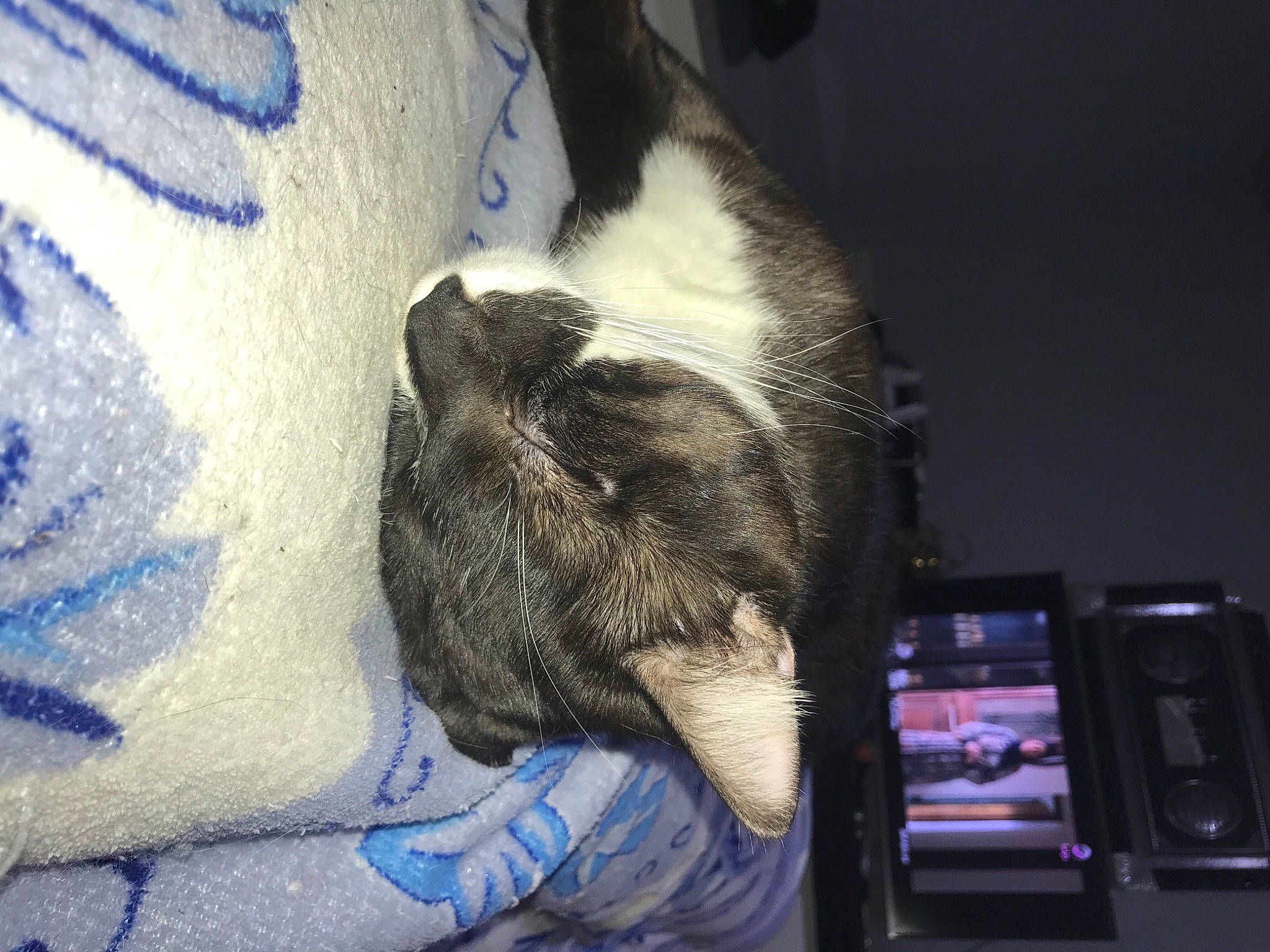 Django a rejoint le concours — aidez-le/la à gagner de superbes lots ! carnivore, cat, comfort, companion_dog, dog_breed, domestic_short_haired_cat, electric_blue, felidae, foot, fur, gesture, human_leg, paw, small_to_medium_sized_cats, snout, sporting_group, tail, television_set, whiskers, window