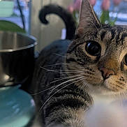 Jeannette Mcpurdy is registered to the contest to win money with this photo: cat, tabby, paw, curious, closeup, indoor, window, flowers, kitchen, domestic, pet, whiskers, feline, animal, soft_light, fur, home, blurry_background, playful, cute