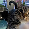 cat, tabby, paw, curious, closeup, indoor, window, flowers, kitchen, domestic, pet, whiskers, feline, animal, soft_light, fur, home, blurry_background, playful, cute