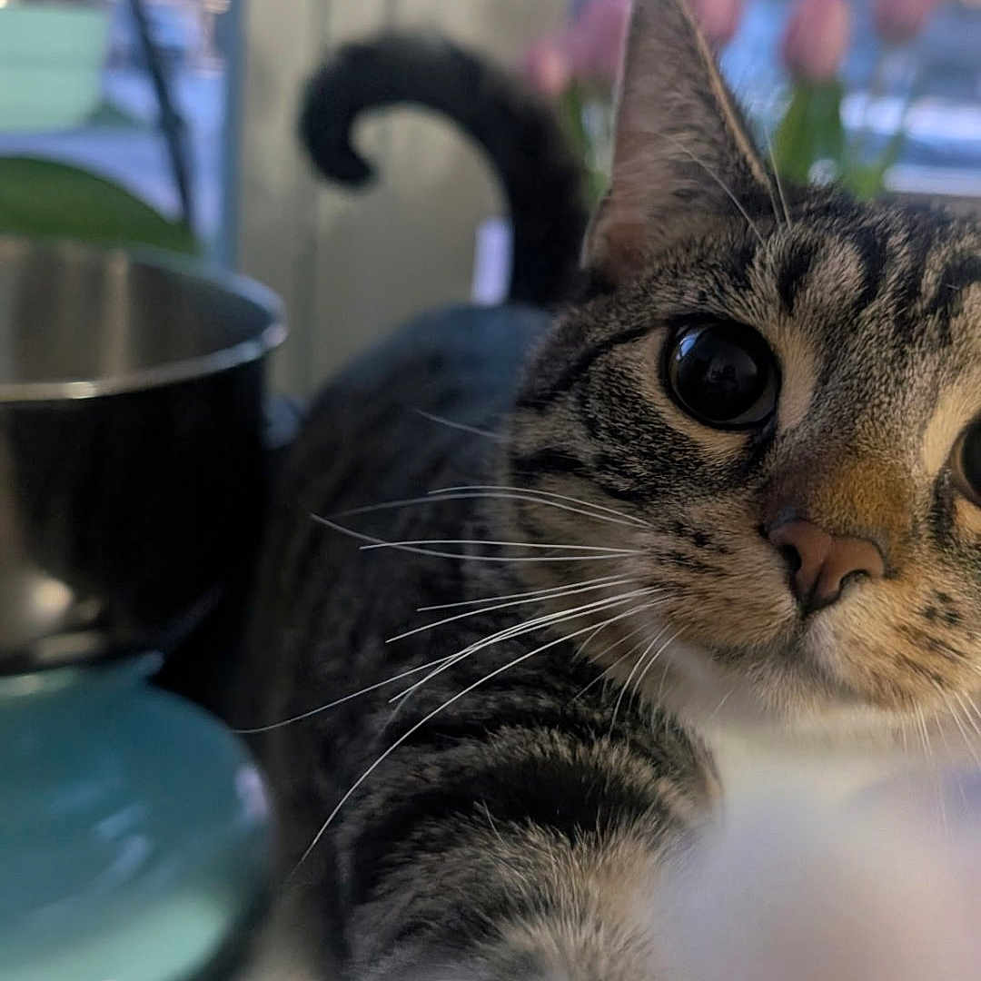 Jeannette Mcpurdy is registered to the contest to win money with this photo: cat, tabby, paw, curious, closeup, indoor, window, flowers, kitchen, domestic, pet, whiskers, feline, animal, soft_light, fur, home, blurry_background, playful, cute
