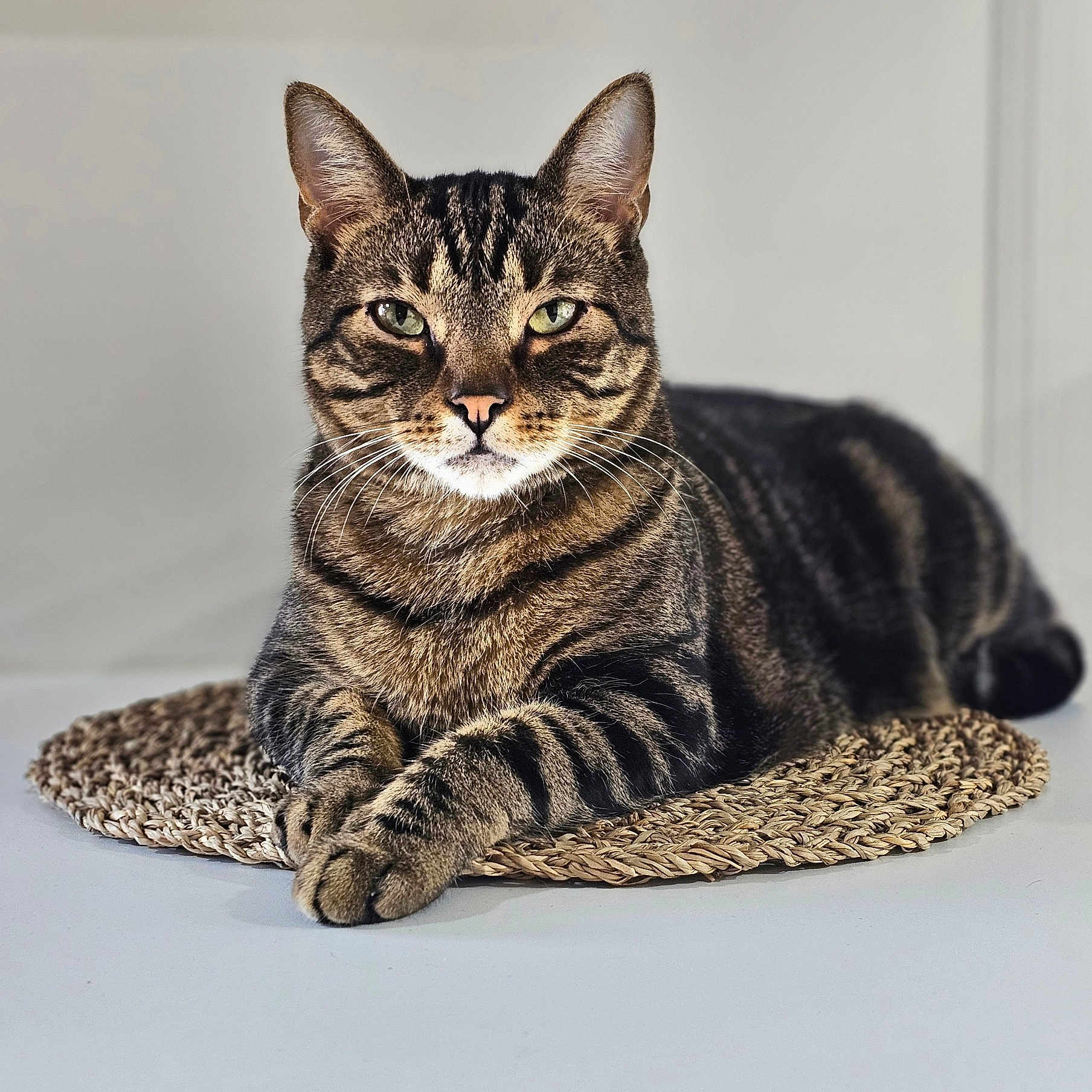 Loulou a rejoint le concours — aidez-le/la à gagner de superbes lots ! abyssinian, animal, blanket, cat, egyptiancat, kitten, manx, pet