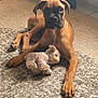 dog, puppy, boxer, carpet, plush_toy, toy, indoor, floor, brown, pet, animal, cute, young, laying, relaxed, fur, ears, paw, looking, home