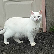 Snowie is registered to the contest to win money with this photo: cat, white_cat, heterochromia, animal, pet, outdoor, gravel, garage_door, concrete_wall, plant, curious, alert, standing, feline, mammal, whiskers, tail, ears, eyes, fur