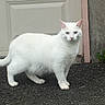 cat, white_cat, heterochromia, animal, pet, outdoor, gravel, garage_door, concrete_wall, plant, curious, alert, standing, feline, mammal, whiskers, tail, ears, eyes, fur