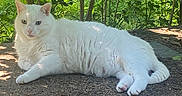 Snowie is registered to the contest to win money with this photo: cat, white_cat, animal, pet, outdoor, nature, greenery, relaxing, feline, fur, shade, sunlight, grass, leaves, tree, wildlife, resting, cute, mammal, domestic_animal